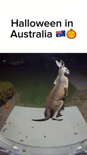🦘🎃 This kangaroo got the scare of his life! He hopped up to a Halloween witch decoration… until it suddenly made a spooky sound! 👻 His reaction? One perfect kangaroo kick! 😂 #Kangaroo #Halloween #FunnyAnimals #Wildlife #CaughtOnCamera #SpookySeason #ViralVideo #FunnyVideo #HalloweenDecorations #Shorts | AI ART