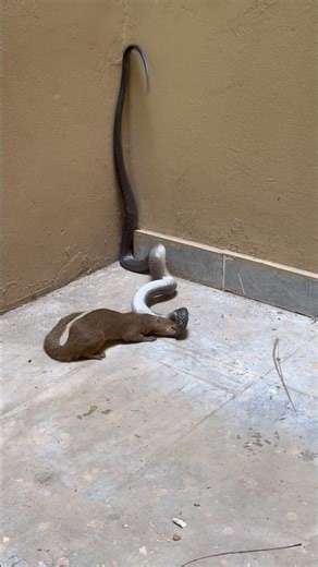 Mongoose vs snake 🐍fight