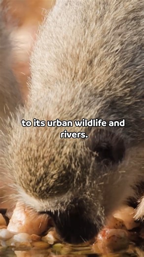 🌿 If you’re proudly Durban and care about nature, sustainability, and the outdoors, this podcast is for you! 🌊🐍 The Green Scene explores the issues that shape our environment—wildlife, conservation, and the future of our city. 💚 🎧📲Listen via: https://www.ecr.co.za/podcasts/green-scene/ #Durban #GreenScenePodcast #EcoLiving #Wildlife #Sustainability #ClimateAction | East Coast Radio