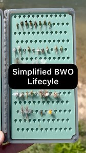 Broder Fly Fishing on Instagram: "The Blue Winged Olive or "BWO" is a staple of fly fishing. Check out this simplified lifecycle guide and comment “BWO” for access to a free chart that will help teach out about how to effectively fish these hatches and catch more trout."
