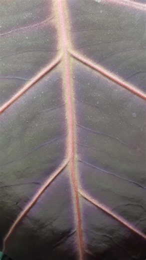 Incredible Red Anthurium Leaves: Plant Care Tips