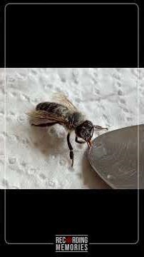 DARE DA BERE A UN'APE LUCIFERO MASCHIO #SHORT | RECORDING MEMORIES