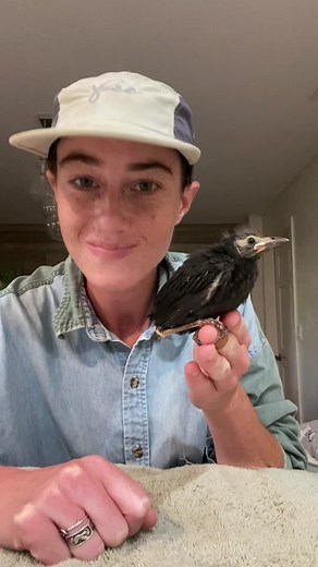 A little more about our farm!! Not 100% sure of the species of bird, bird fans feel free to chime in 🤗 #farmlife #wildlife #rehabilitation #babyanimals #babybird #birdsoftiktok