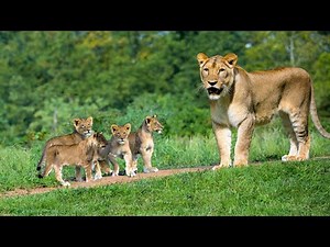 Lion attack man in forest | lion attack hunter | lion attack stories part 10