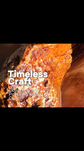 Icewood - Luxury Ancient Kauri Furniture on Instagram: "Collecting and Polishing Kauri Gum: A Timeless Craft At our digging sites, kauri gum is a key resource for creating our unique ancient kauri tables. However, preparing the gum for use—washing, scraping, sanding, and polishing—is a meticulous and challenging process. When kauri gum is first dug from the ground, it is covered with an oxidized crust. The initial step is to carefully scrape off this outer layer using a knife to reveal the solid