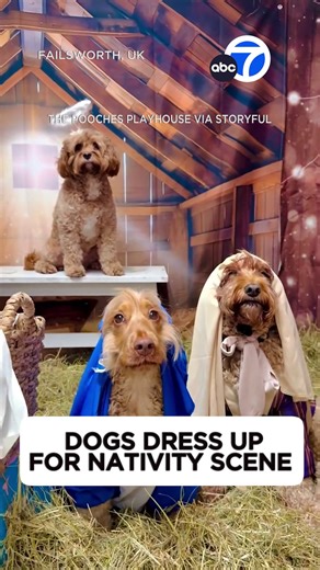 ABC7 Eyewitness News on Instagram: "Pups at a doggy daycare in England were decked out in full costume for an adorable nativity scene. ❤️🐾"