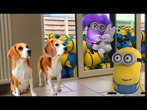 BEST 50 MINIONS IN REAL LIFE ANIMATION COMPILATION