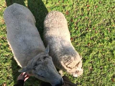 Morning Sheep Time 8 Nov 2025