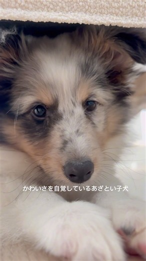 かわいさを自覚している子犬のカメラアピール #お迎え #可愛い #子犬