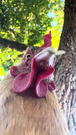 big sis under the tree🌳Buff Orpington twenty-six months old hen☀️late-July