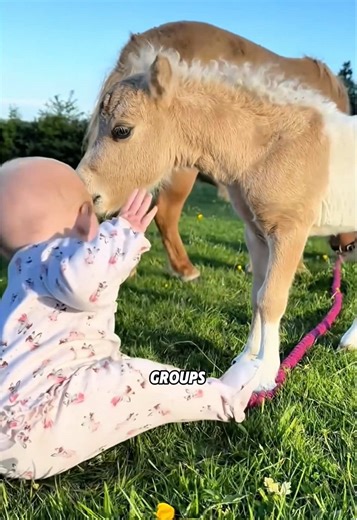 The Surprising Job of Ponies in the 1800s #animals #science #fyp #pony #horse