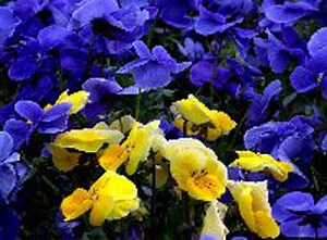 Evolutionary Tricks - how violets disperse their seeds