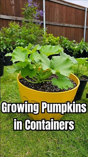 Growing Jack-O'-Lantern Pumpkins in Containers! 🎃