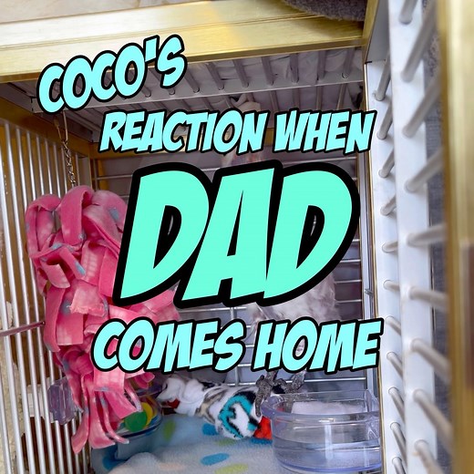 149K views · 4.4K reactions | Coco’s Reaction When Dad Comes Home  Coco hadn’t seen him for at least a couple weeks while she was in hospital. Then he was not here when she returned home from the clinic. | Lucky Lou and Coco Too | Facebook