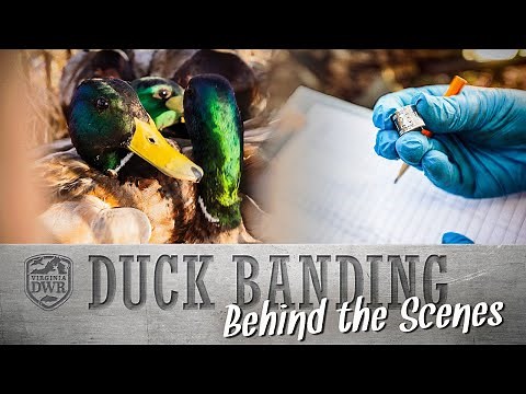 Duck Banding in Action: What Hunters Need to Know