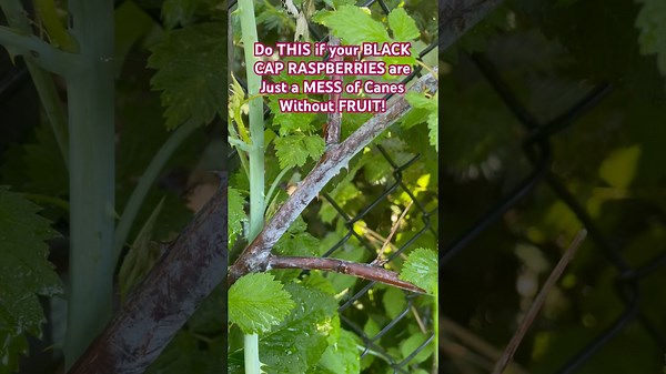 The Secret to Abundant Black Raspberry Harvests? Proper Staking!