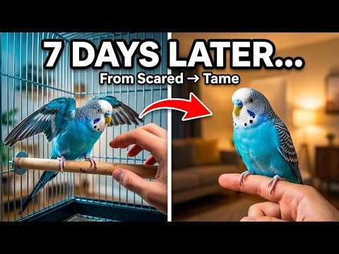 How to Tame a Scared Budgie In Just 7 Days: Step By Step Guide