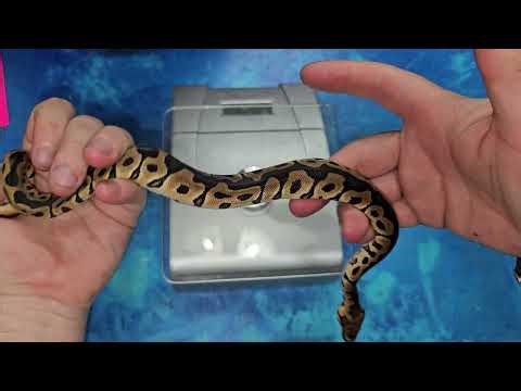 Eighteenth Ball Python Clutch of 2025 Update: Clown Piebald!