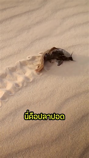 ปลาปอด: สัตว์น้ำยอดเยี่ยมในการเอาชีวิตรอด