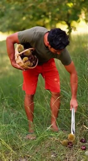 From Tree to Basket A Chestnut Harvest Quick Tips for Perfect Nuts #harvest #chestnuts #nature