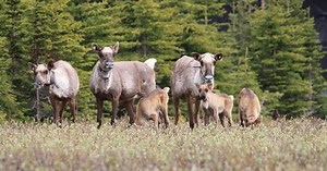 Feasibility study will determine the status of protecting Manitoba’s Seal River Watershed