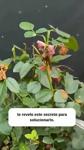 El truco para revivir tus rosales . . . . . . . . . . . . ¿Tus rosas no florecen como esperabas? El secreto no está en tener “mano verde”, sino en darles el cuidado correcto te revelo cómo cuidar las rosas paso a paso para que crezcan fuertes, con hojas sanas y flores abundantes #Jardinería #plants #abonoorganico | Jardineria Online