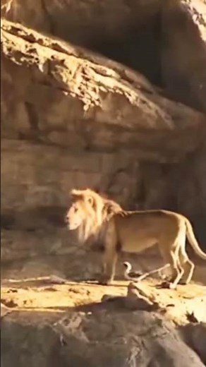 [Mufasa meets scar Clip] lion king 2019th