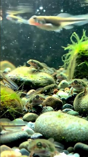 Underwater Wonders – Life Beneath the Shimmering Surface 🐸🌊✨
