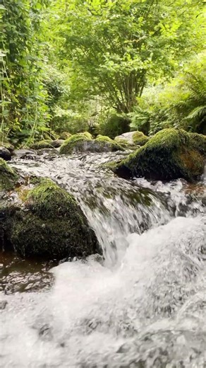 Calm Forest Stream Ambience | Soothing Sounds for Relaxation & Stress Relief (4K)