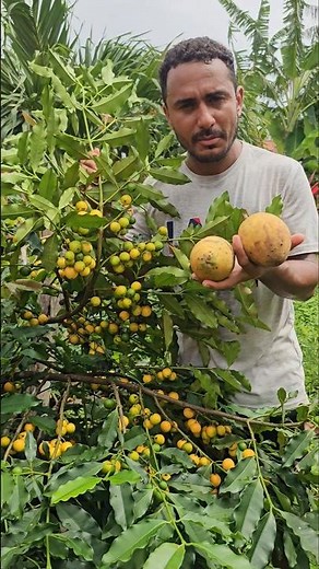 Bacuri or bacurizinho, which of these fruits do you like best?