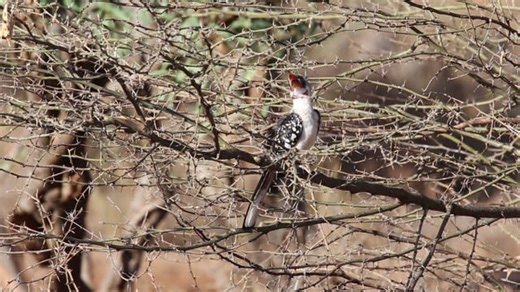 Toucan, Bird, Bird Singing
