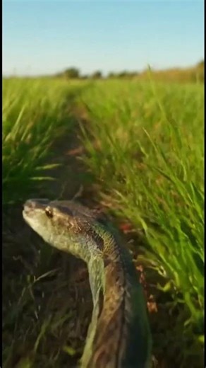POV Snake Attack… Too Fast
