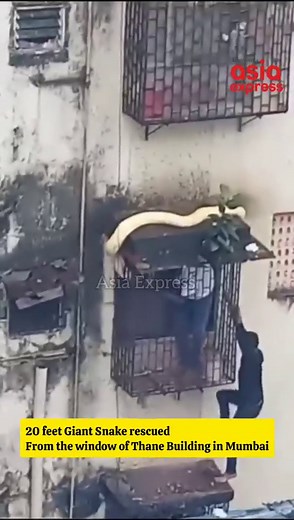 20 feet giant python rescued from Thane Mumbai Building. #python | Asia Express News