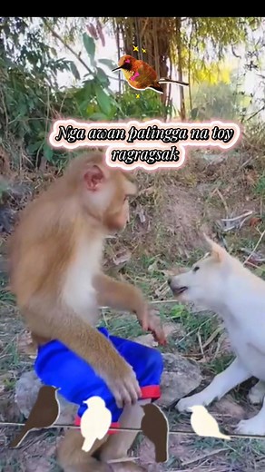 Thank you sa lahat ng mga SINGERS/ COMPOSERS/ PRODUCERS NG MGA SONGS ❤️ GOD BLESS YOU ALL 🙏 #ilocanoSong #LuzMarigilBanaga #ofwKSA #OFWlabanlang #share ——————————————————————— ➡️No Copyright Infringement Intended ➡️I DO NOT OWN THE SONG CREDIT TO THE OWNER. No Copyright Infringement Intended “COPYRIGHT DISCLAIMER" Copyright Disclaimer Under Section 107 of the copyright Act 1976, allowance is made for "fair use" for purposes such as criticism, comment, news reporting, teaching, scholarship, and 