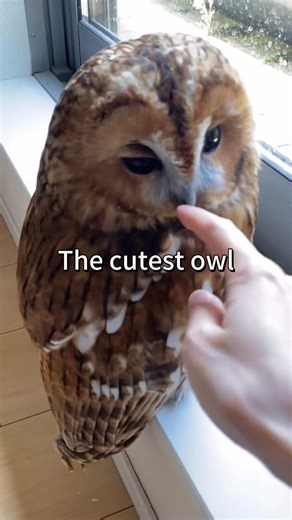 The Cutest Owls You’ll Ever See 🦉 #owl #owls #cute #wholesome #meme