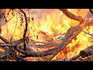 Tax Collector Trailer