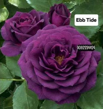 150+ Top Rose Varieties 2026 I'd with Names | Hybrid Varieties Rose I'd Names