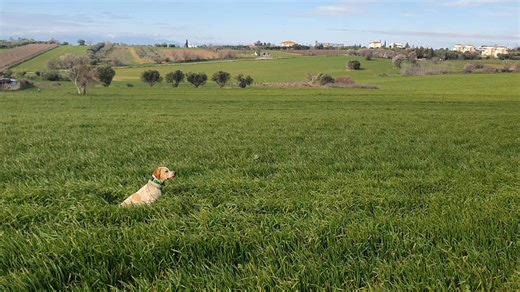 Το τελευταίο βίντεο της Ζελιας στα χερια μου ... ΣΕ λίγο φεύγει Βόλο.. Ένα σπάνιο ζώο..🧄🧿🙏🦇💖 | Ανδρεας Νυχτεριδας