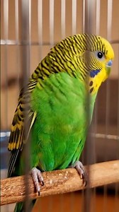 A beautiful parrot showing off its colors 🦜💚