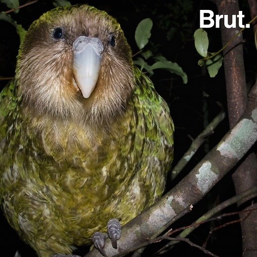 This chubby parrot is one of the most endangered birds in the world. Meet the Kakapo, the parrot that can't fly. 🦜 | Brut India