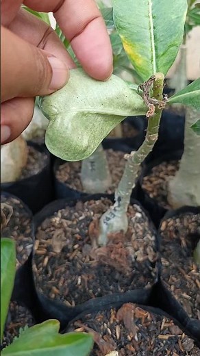 How to deal with red lice, white lice and yellow lice that damage adenium plants
