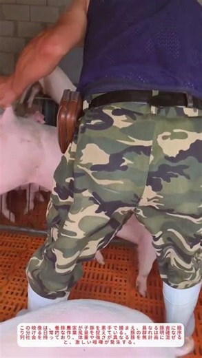 農村生活: 子豚を賢く分ける簡単テクニック 🐖↓