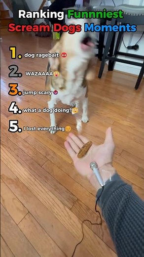 RANKING: The FUNNIEST Screaming Dogs Moments EVER! 🐶😂