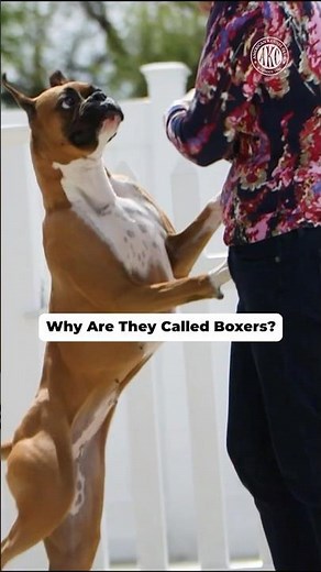 Why Are They Called Boxers?
