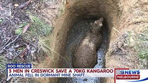 A jogger and two animal rescuers have saved a 70 kilogram kangaroo from certain death after it became trapped in a mine shaft in yesterday's freezing conditions. #9News | http://9News.com.au | 9 News Melbourne