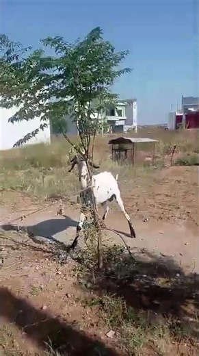 Goat Enjoying Fresh Plants 🌿 | Cute & Funny Goat Eating Garden Leaves