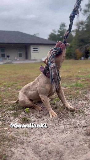 Springpole on TikTok