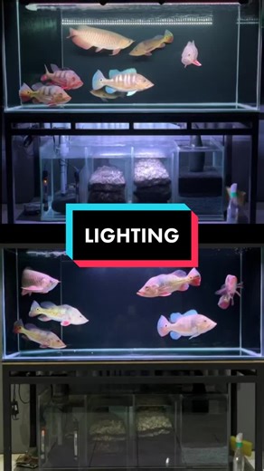 Kita angkat keramik, kira2 konsep apa ya enaknya