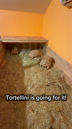 Baby Tortoises Get New Bedroom #shorts #tortoise