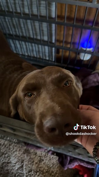 Chunkychocolates on TikTok